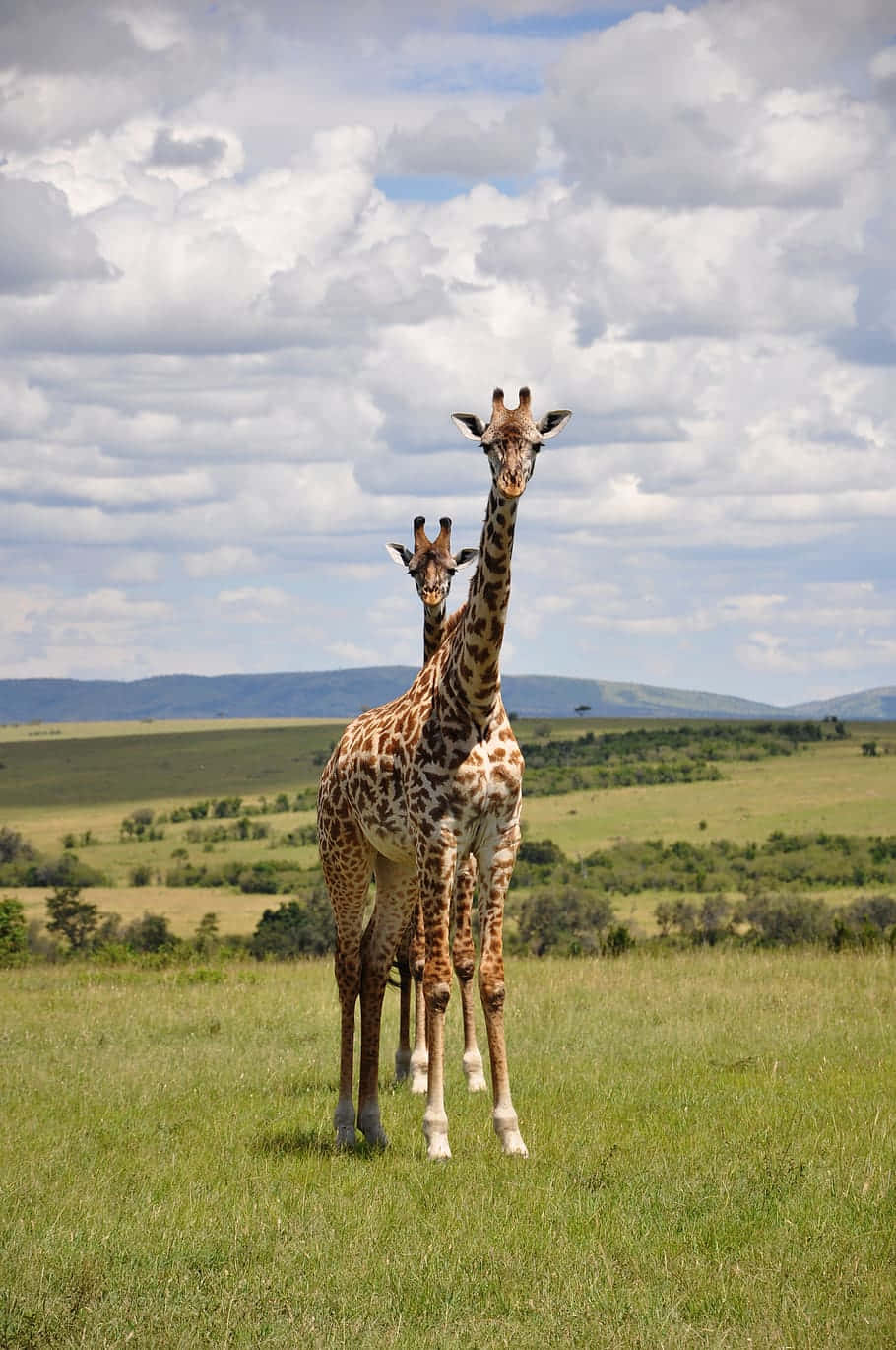 Giraffer I Masai Mara Kenya Safari Desktop-tapet Wallpaper