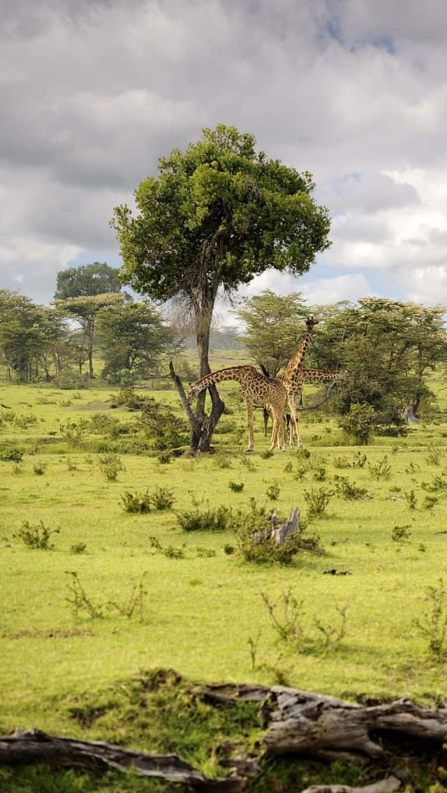 Maestosegiraffe Che Si Aggirano Nella Riserva Nazionale Masai Mara Sfondo