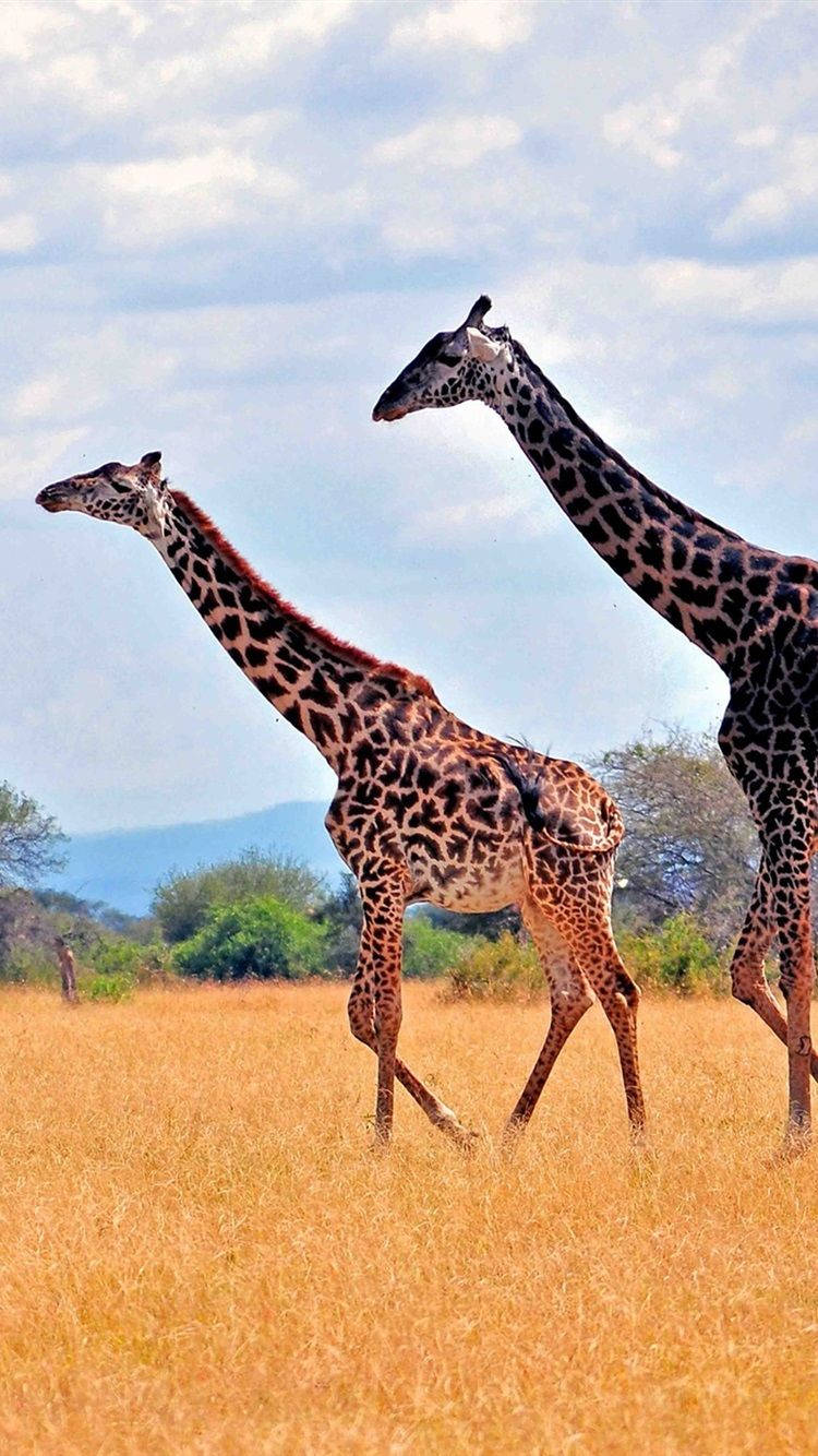 Giraffes In Savanna Africa Iphone Wallpaper