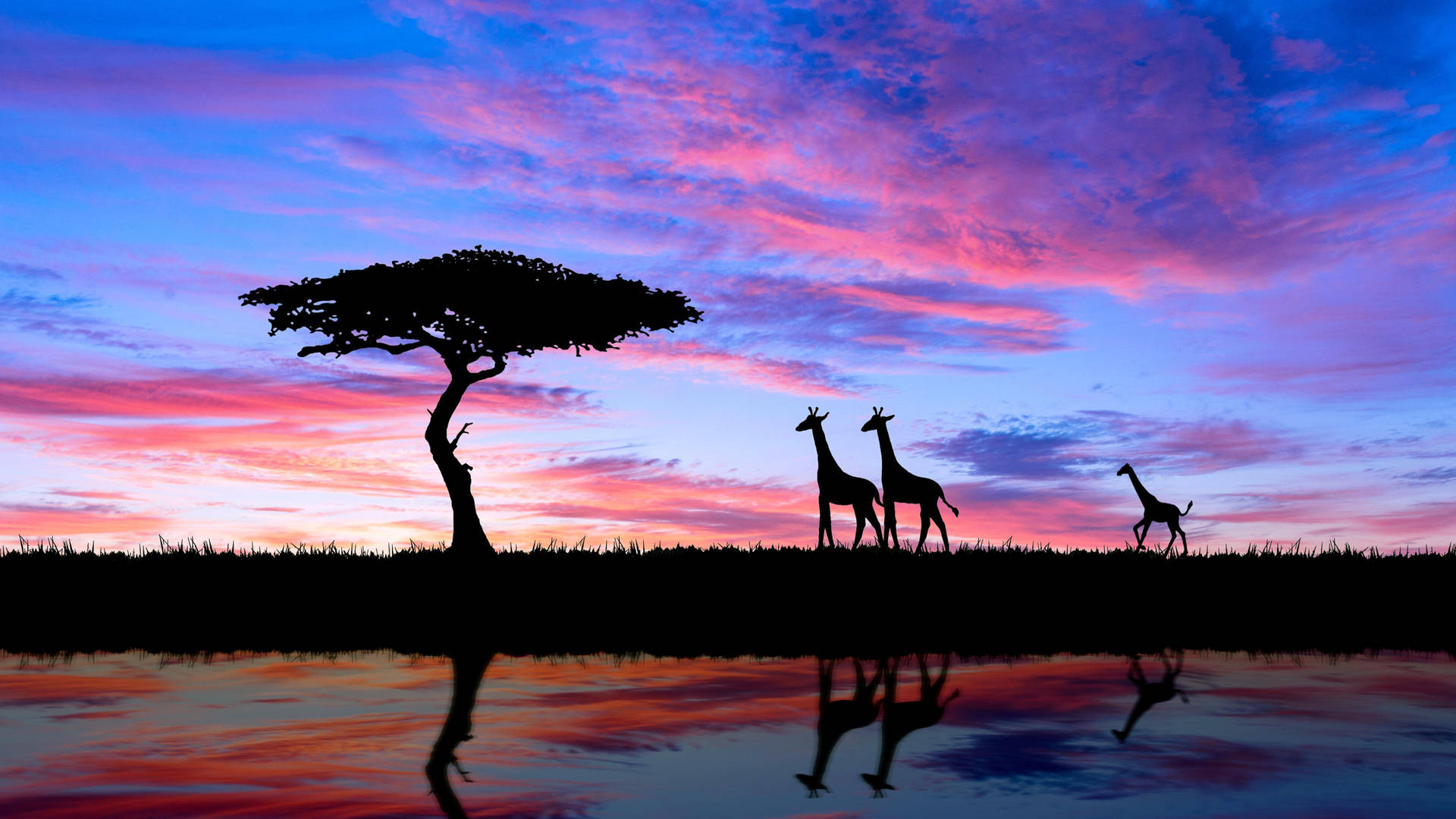 Giraffes In Savannah Africa Background