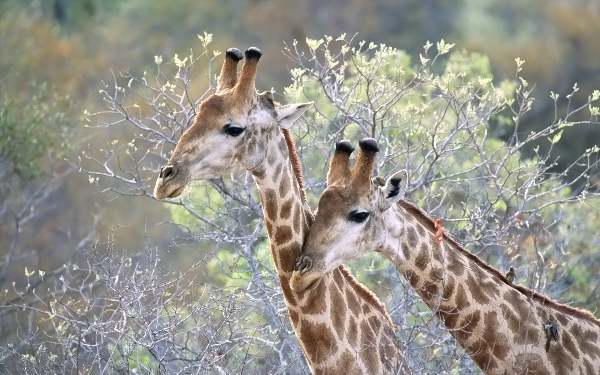 Giraffes Traveling Together