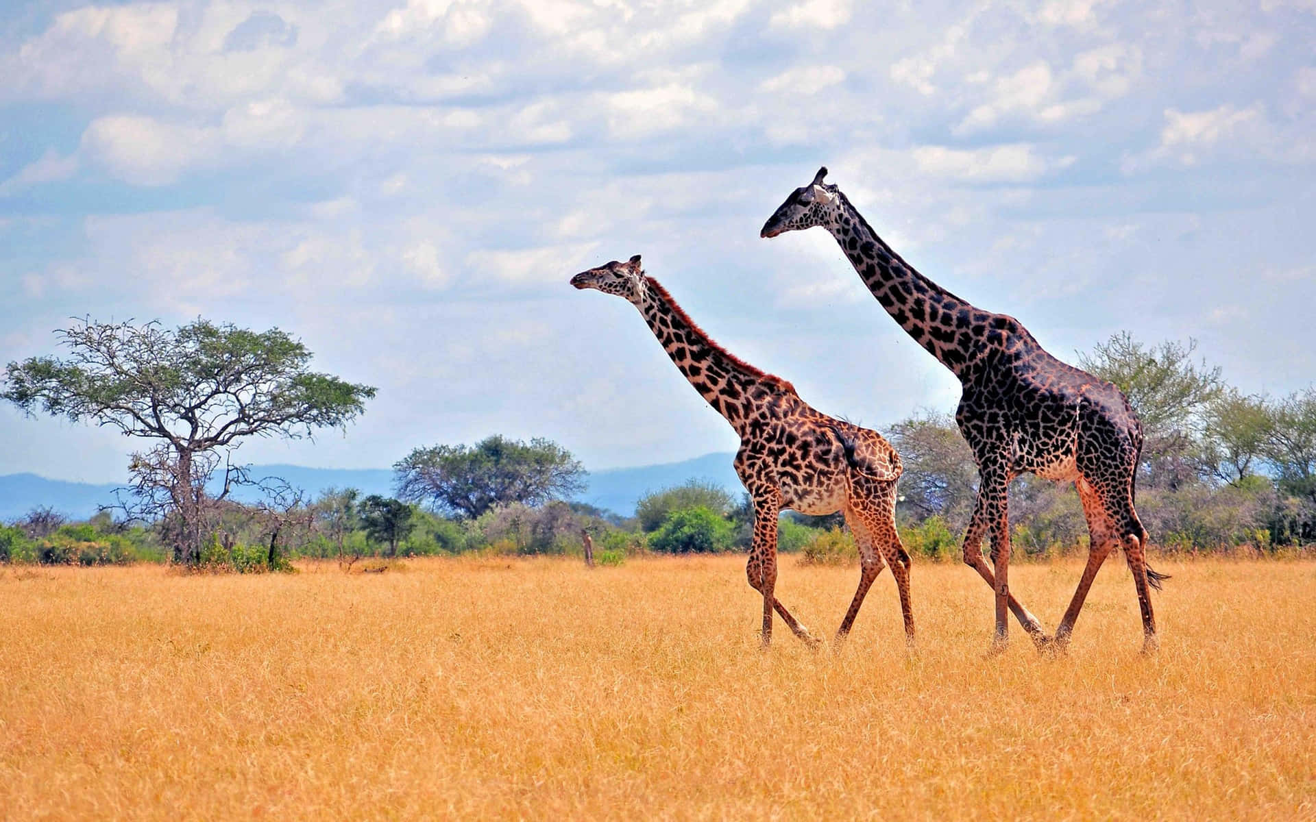 Giraffen Wandelen In De Savanne Achtergrond