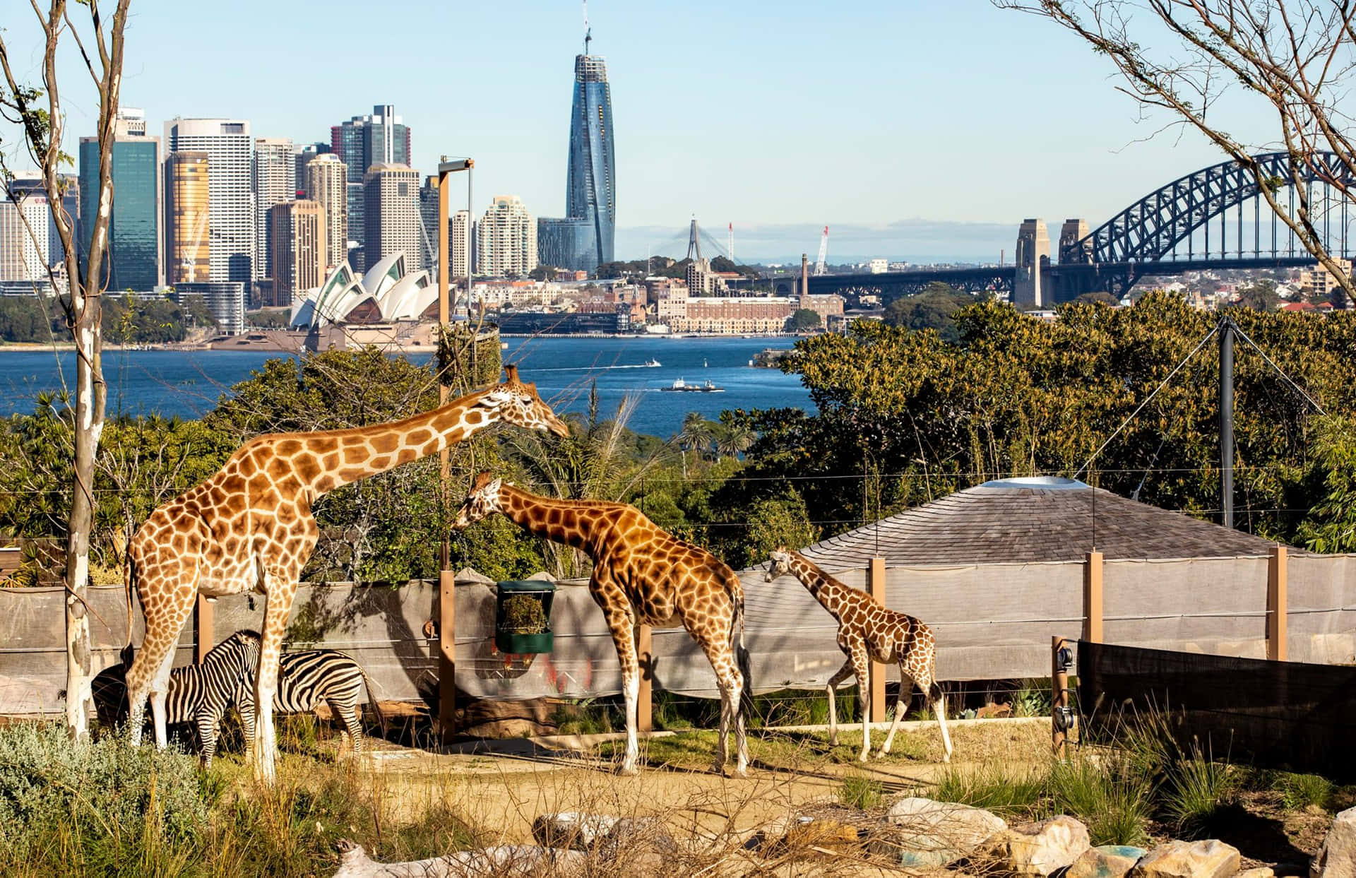 Giraffesand Zebraswith Sydney Skyline Wallpaper