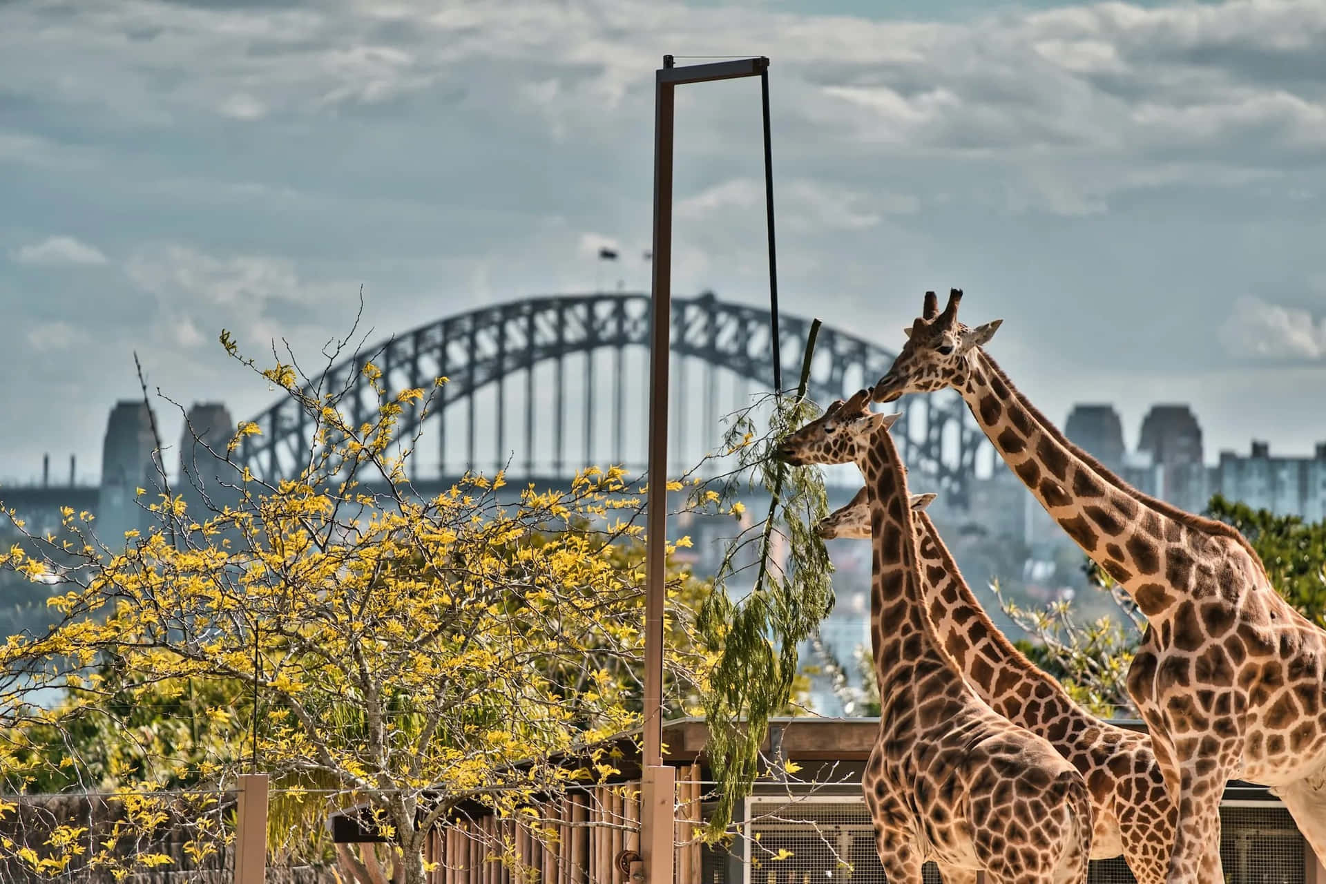 Giraffeswith Sydney Harbour Bridge Backdrop Wallpaper