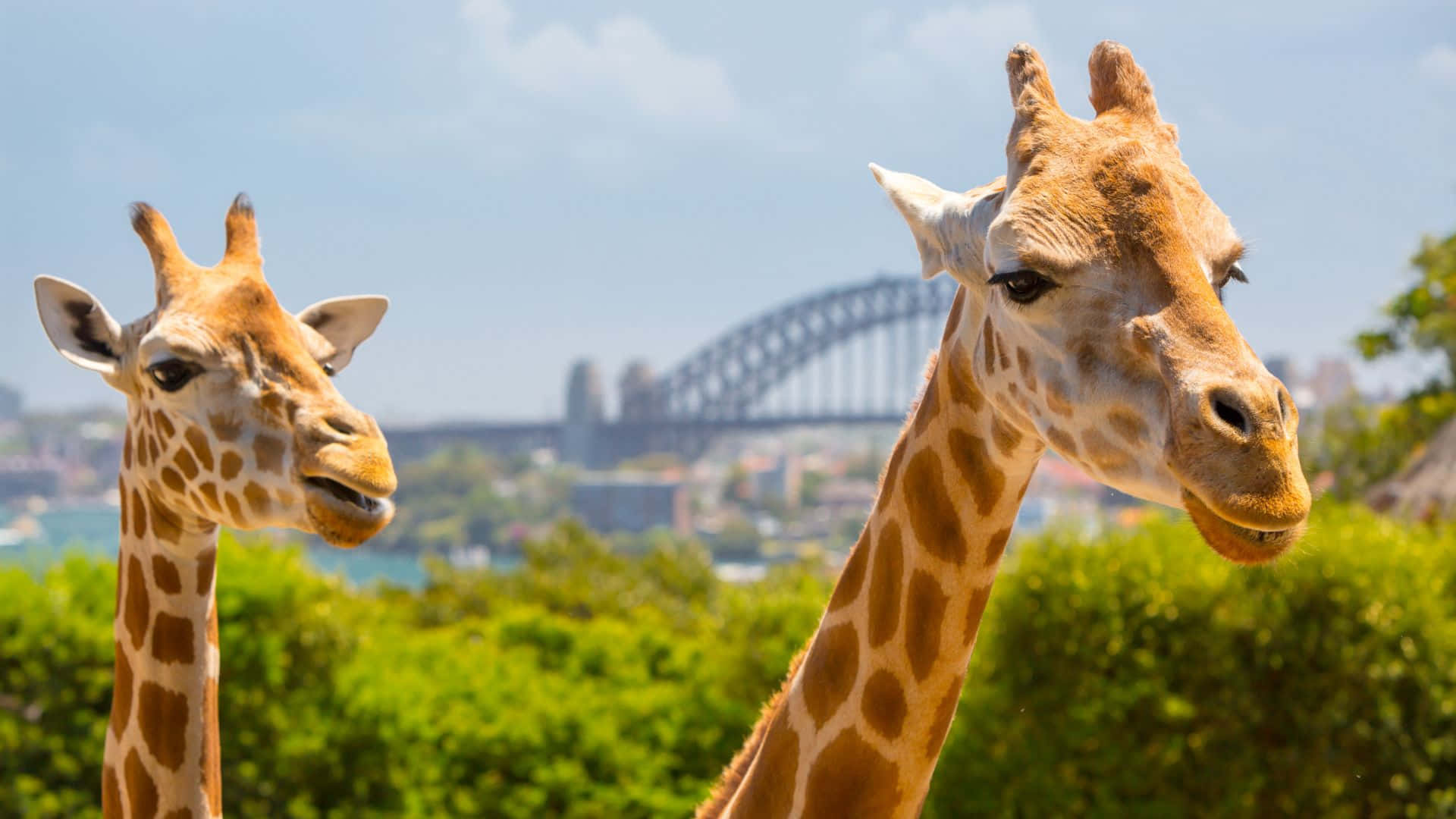 Giraffeswith Sydney Harbour Bridge Background Wallpaper