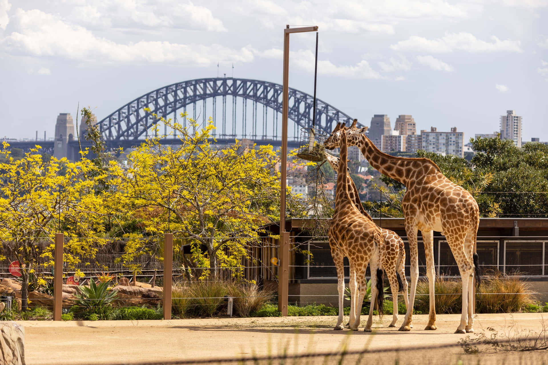 Giraffeswith Sydney Harbour Bridge Background Wallpaper