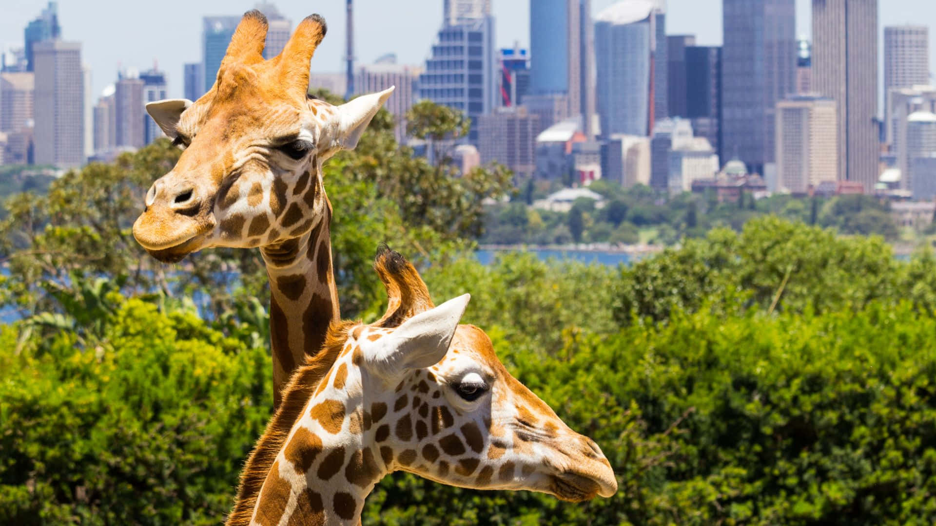 Giraffeswith Sydney Skyline Wallpaper