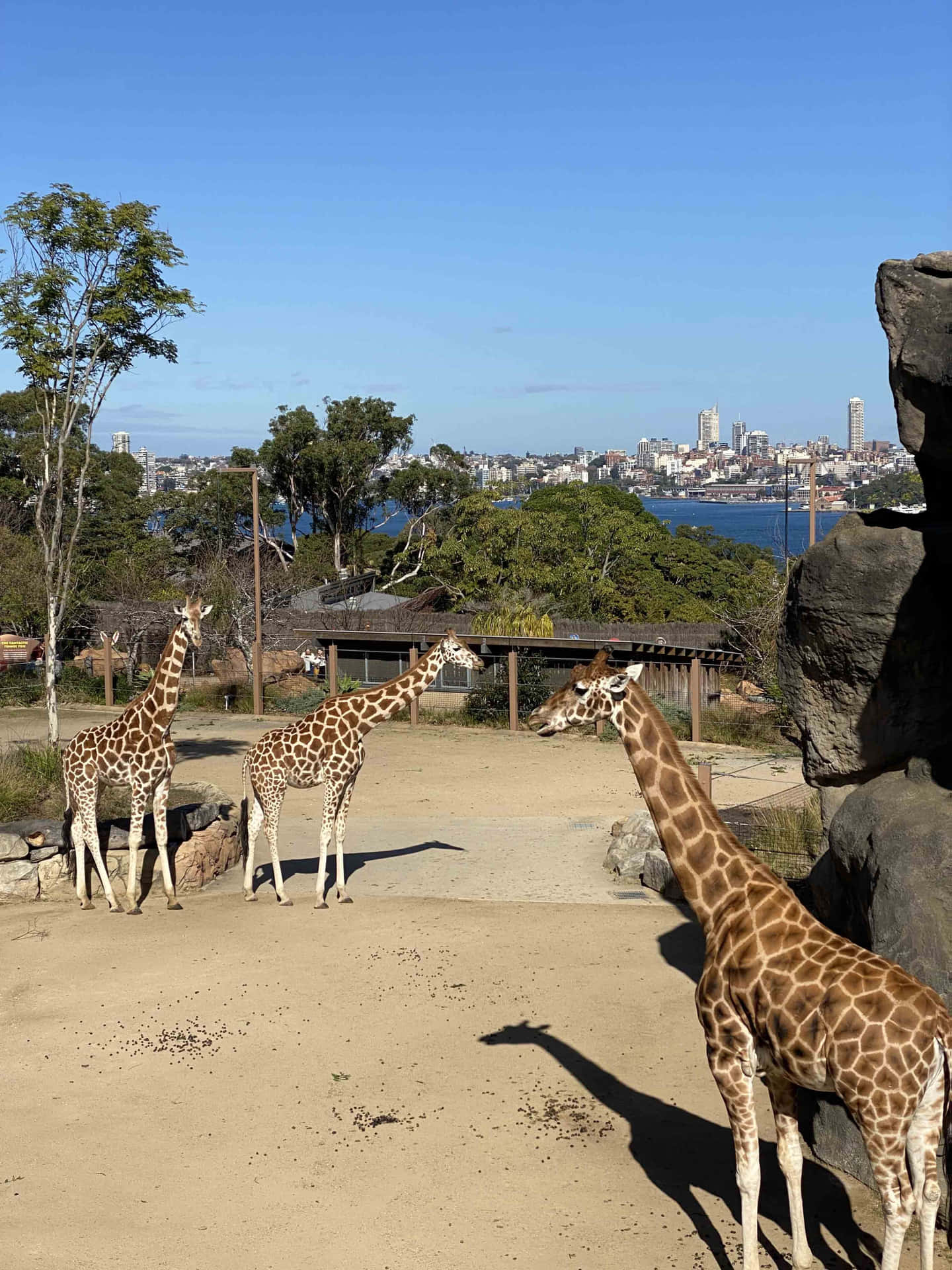 Giraffeswith Sydney Skyline Wallpaper