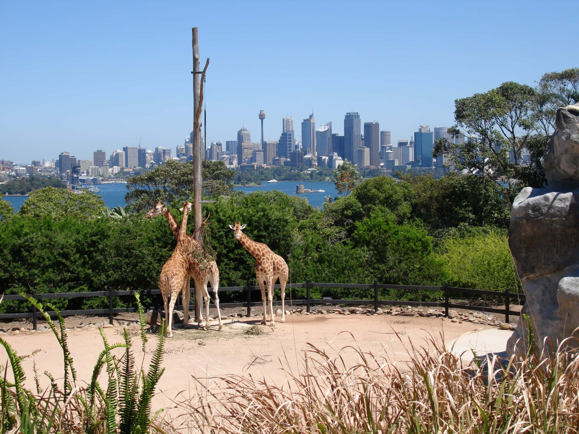 Giraffeswith Sydney Skyline View Wallpaper