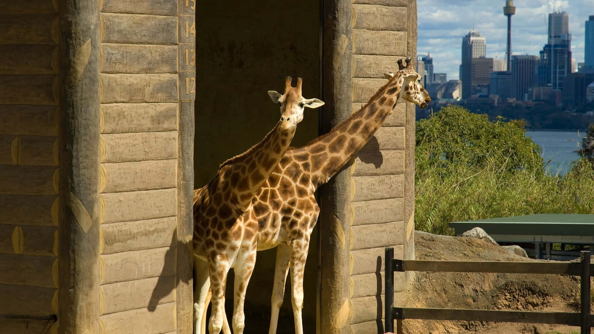 Giraffeswith Sydney Skylineat Taronga Zoo Wallpaper