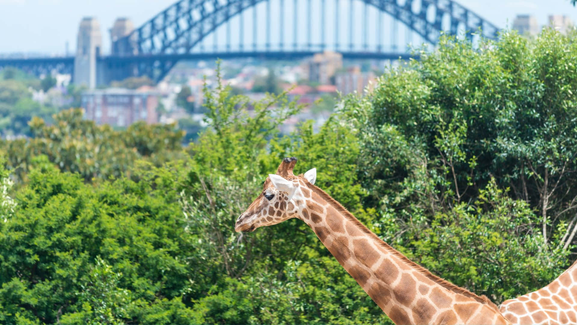 Giraffewith Sydney Harbour Bridge Backdrop Wallpaper