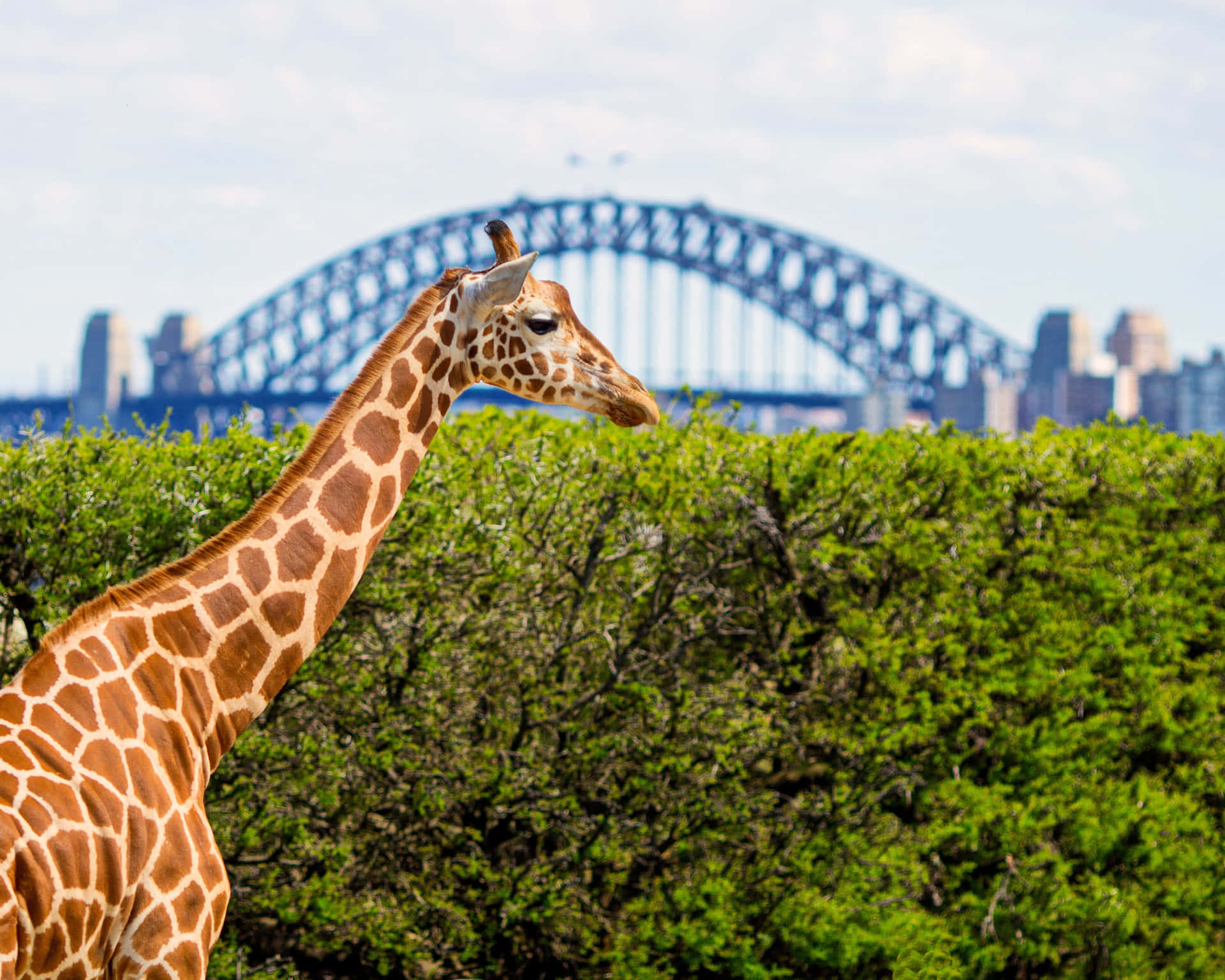 Giraffewith Sydney Harbour Bridge Background Wallpaper