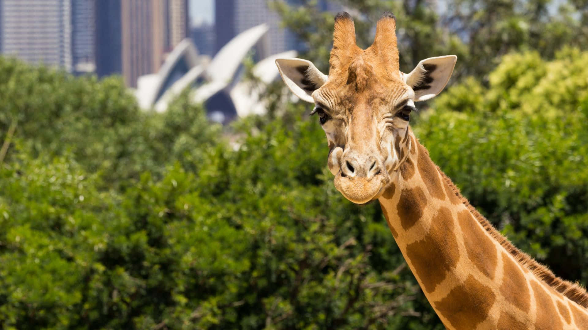 Girafe Avec Environnement De L'opéra De Sydney Fond d'écran