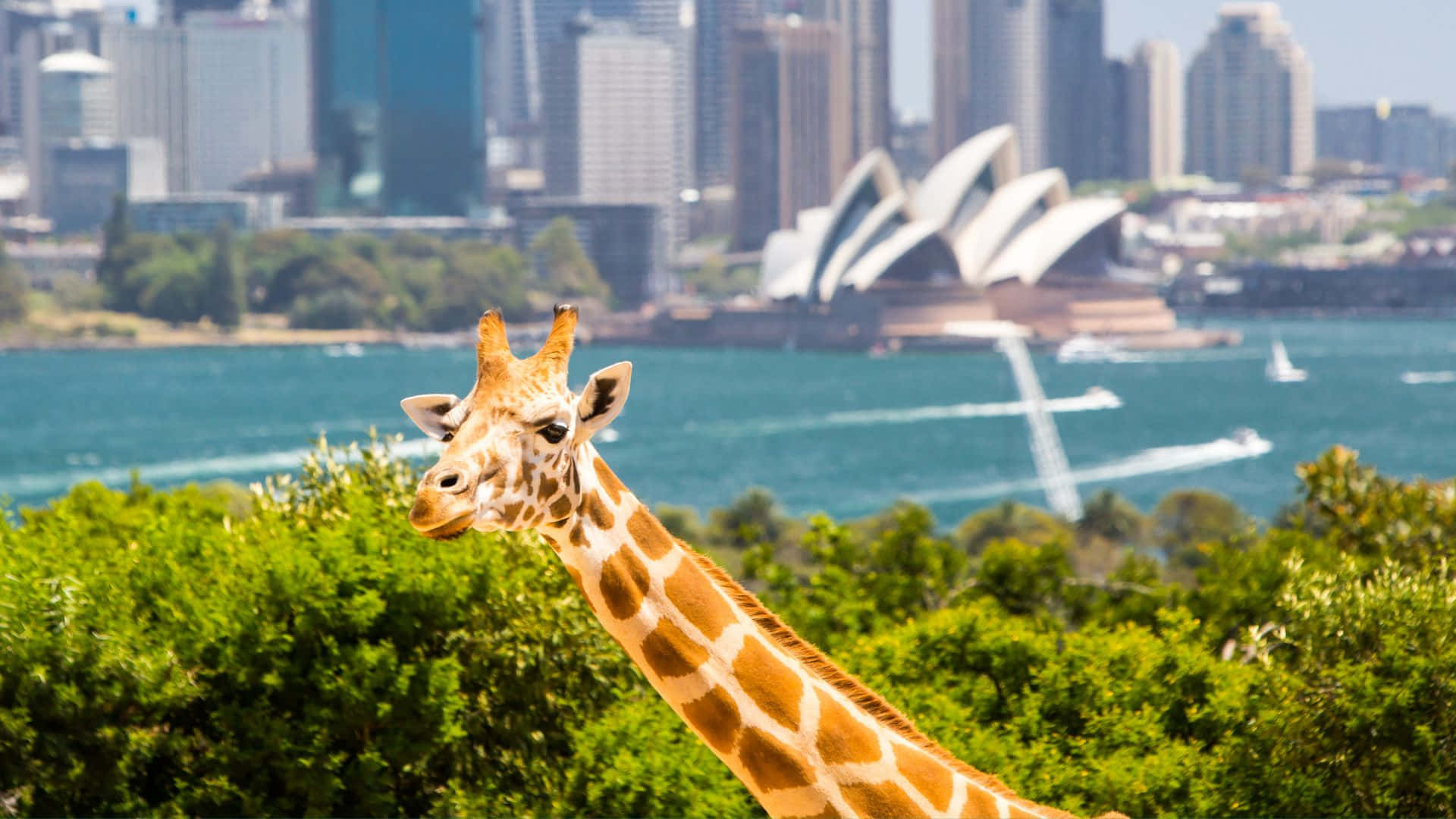 Girafe Avec L'opéra De Sydney En Arrière-plan Fond d'écran