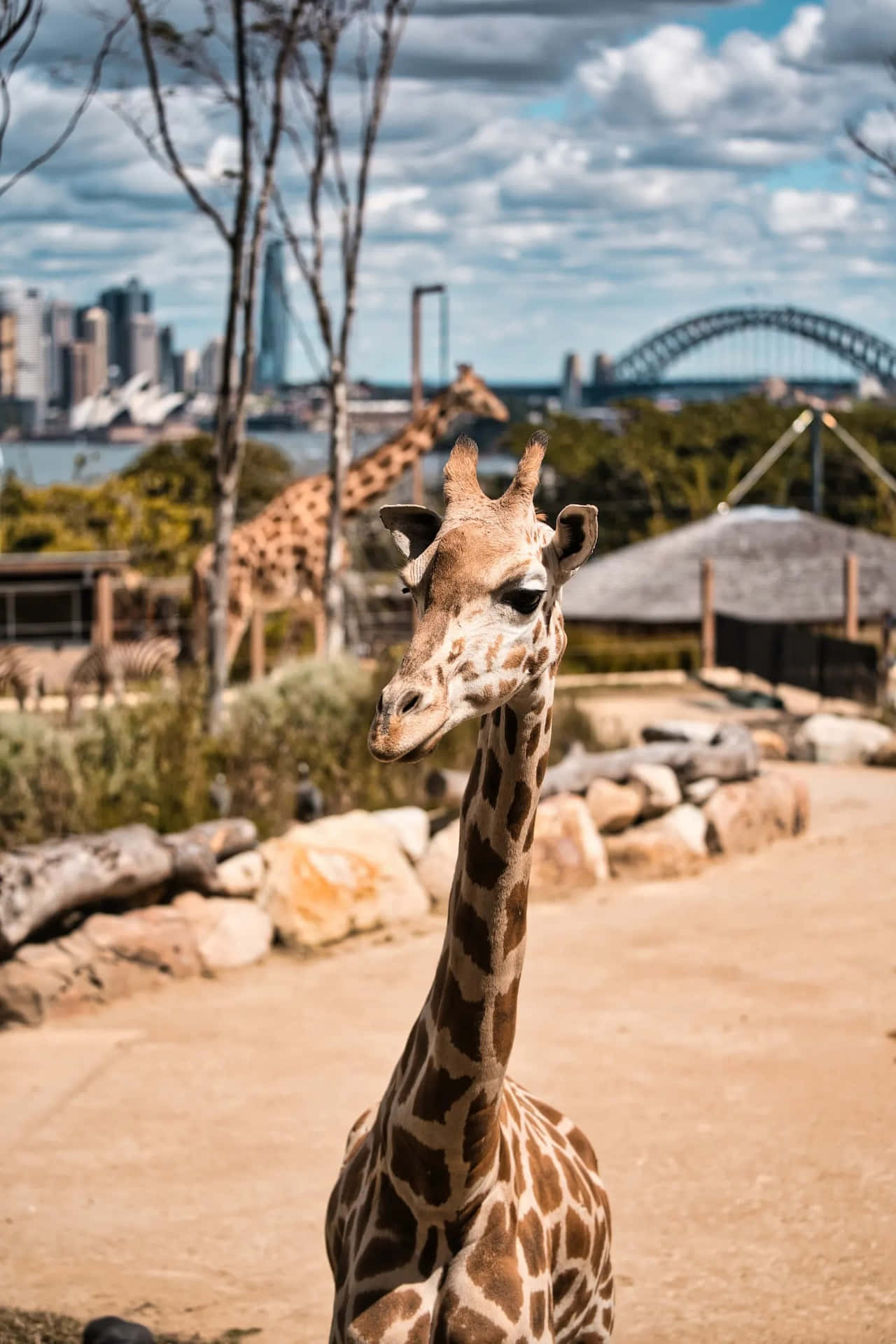 Giraffewith Sydney Skyline Wallpaper