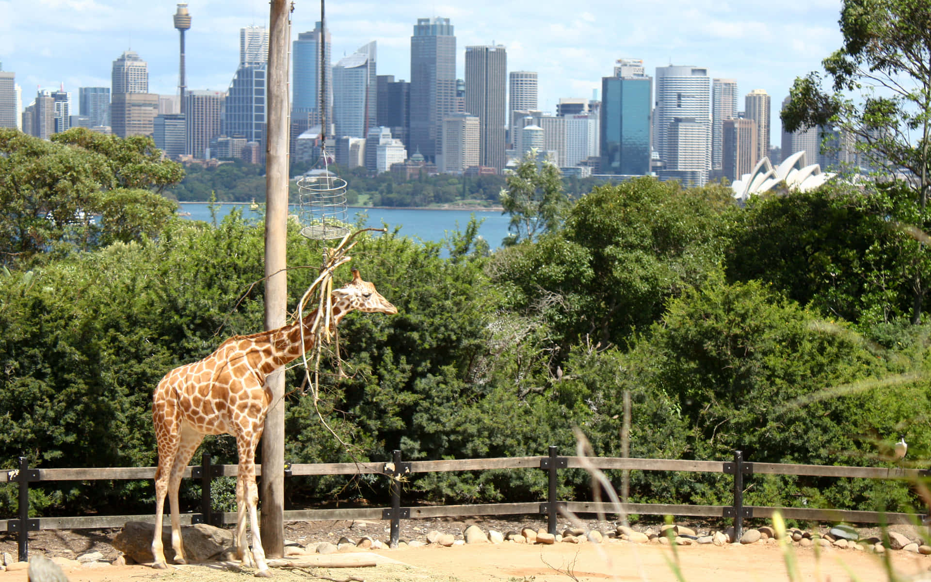 Giraffewith Sydney Skyline Wallpaper