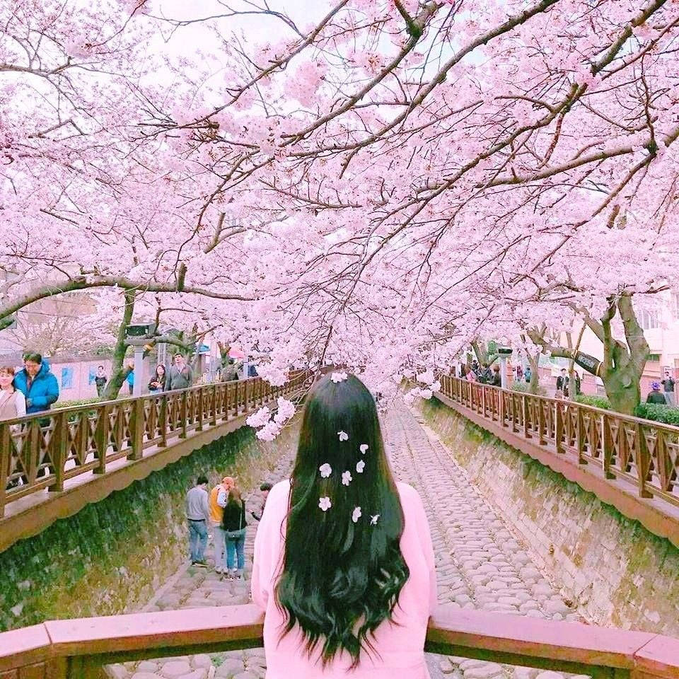 Pige og Kirsebærblomst i Korea Wallpaper