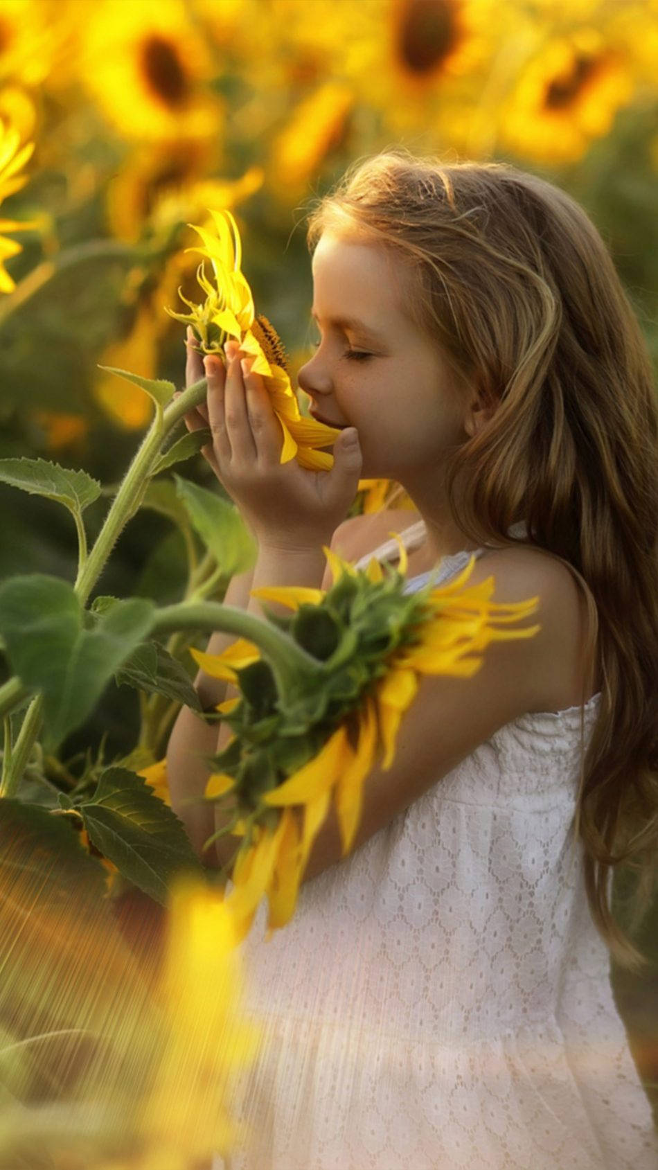 Girl Child Smelling Giant Sunflowers Wallpaper