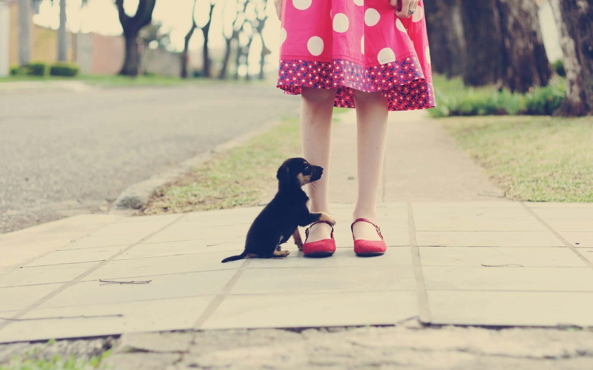 Girlin Polka Dot Dressand Puppyon Pathway.jpg Wallpaper