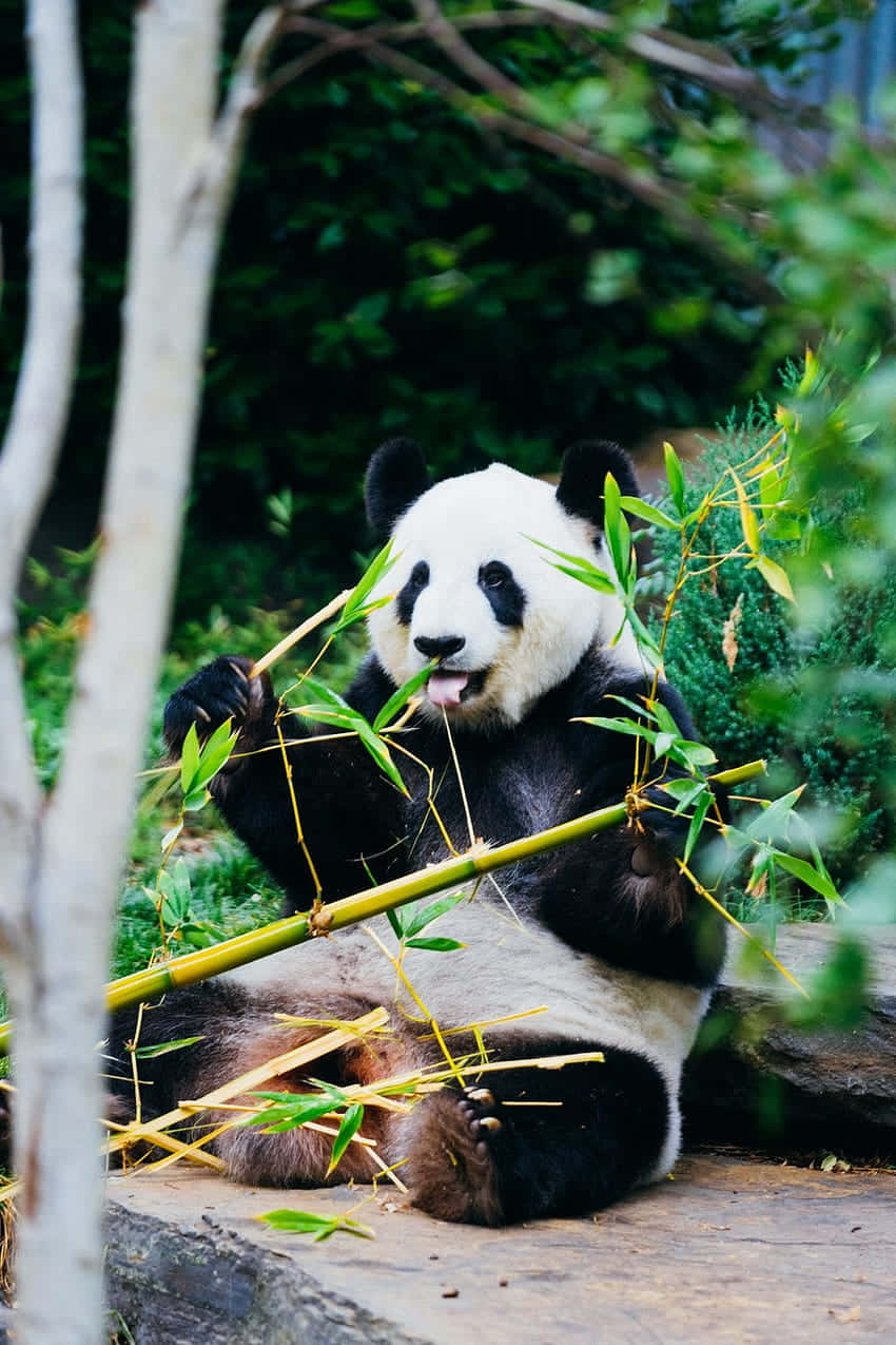 Girly Cute Panda Eating Bamboo Wallpaper