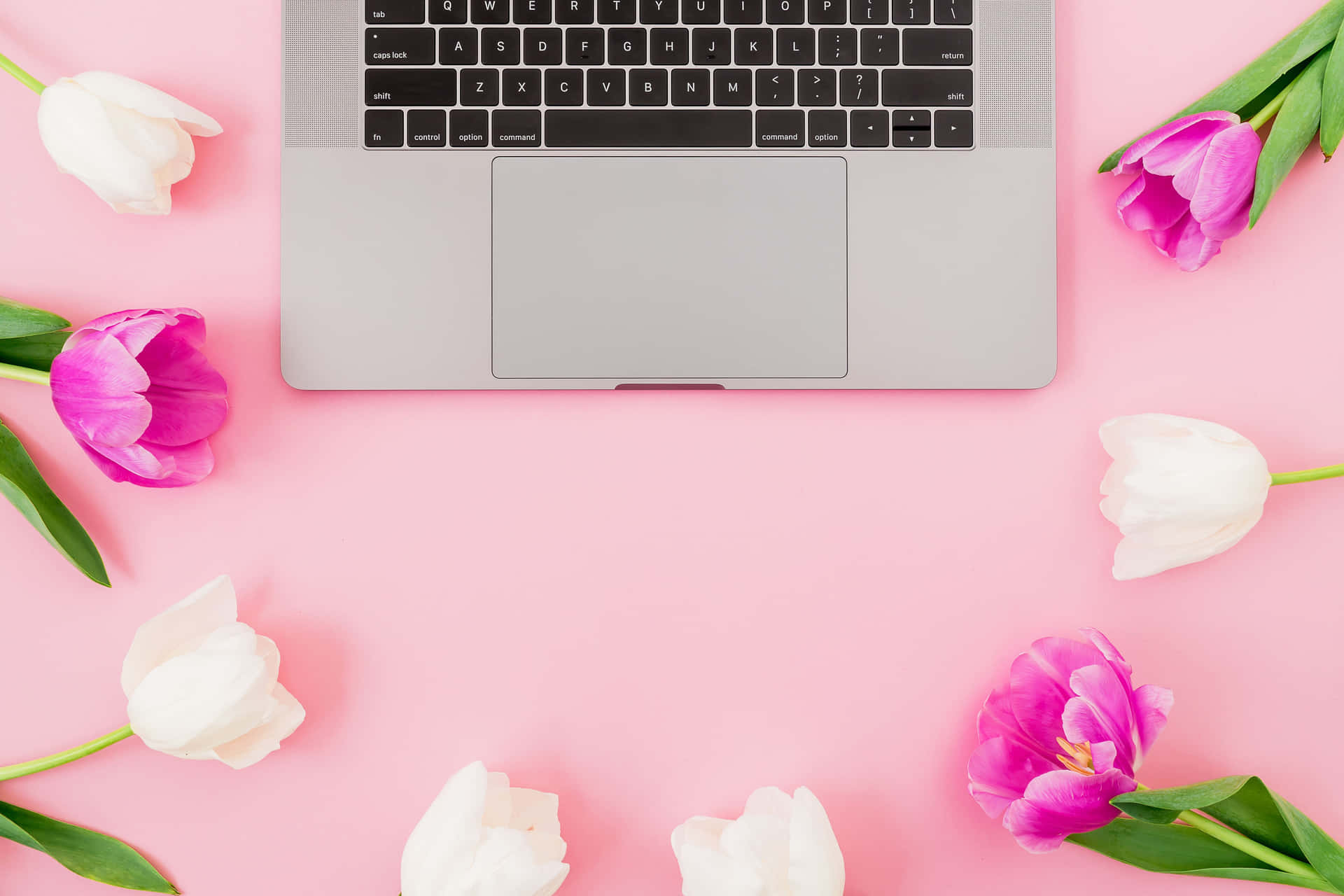 Einlaptop Computer Mit Pinken Tulpen Auf Einem Pinken Hintergrund. Wallpaper