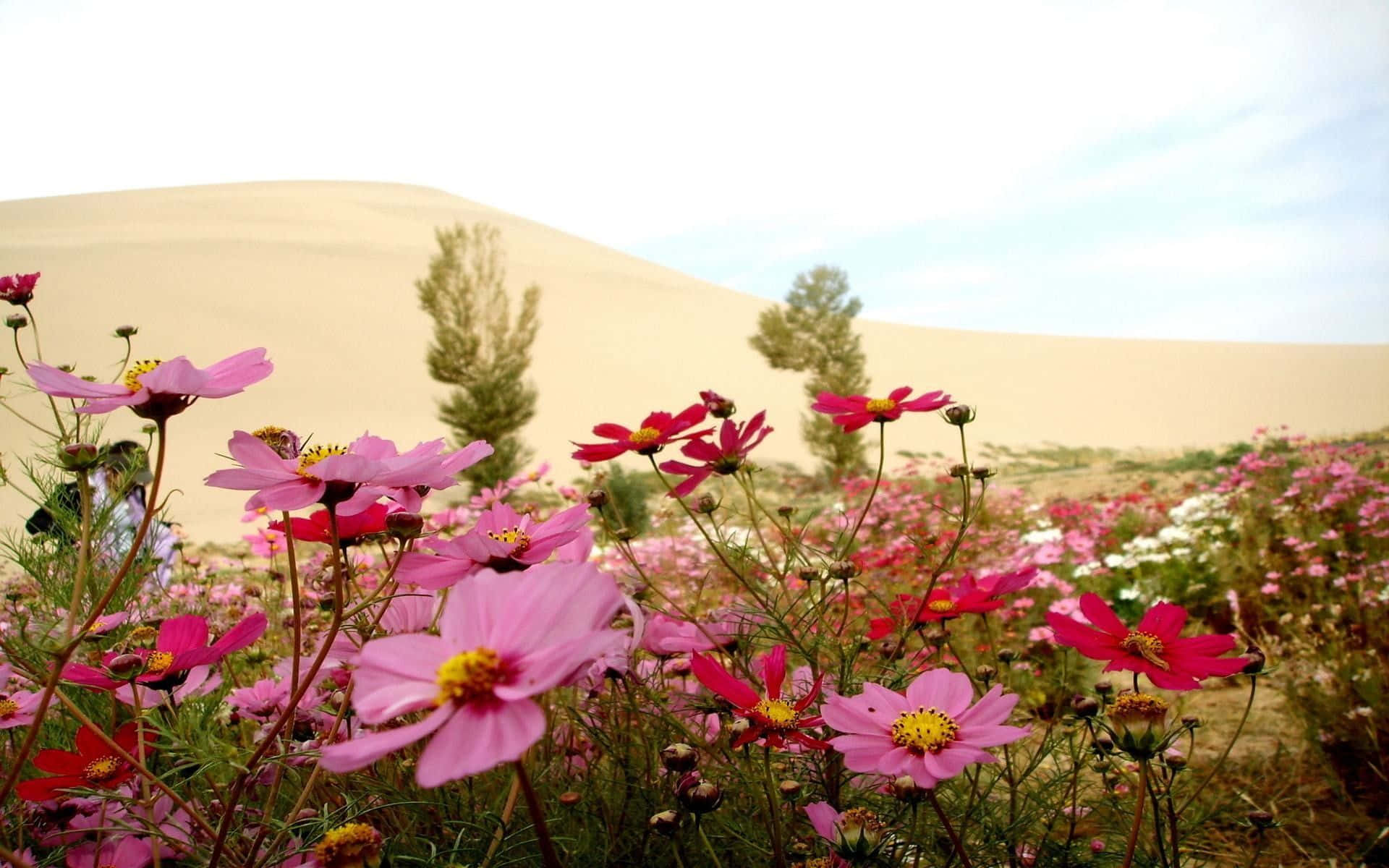 A Field Of Flowers In Front Of A Sand Dune Wallpaper