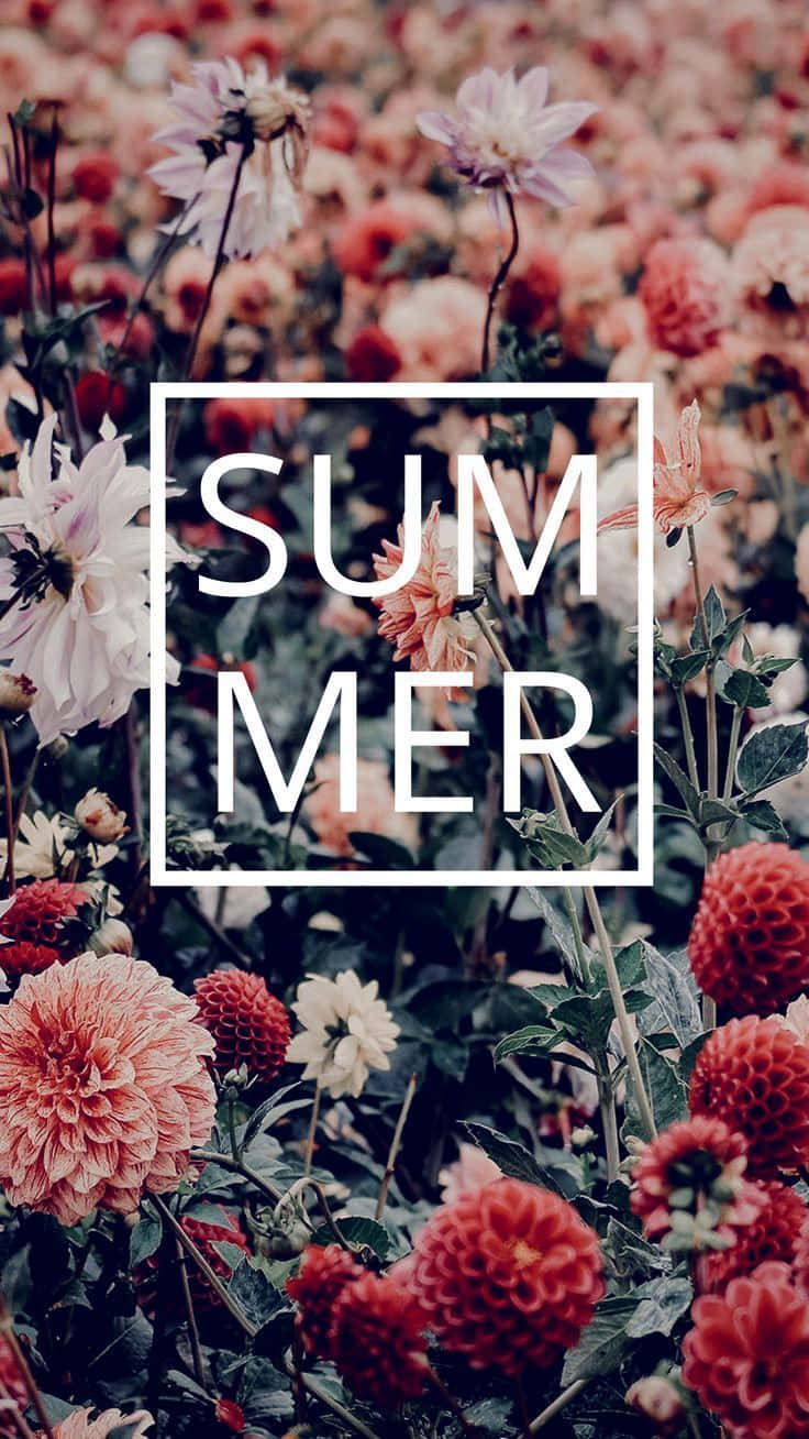 Sommerhintergrundbilder Für Dein Handy Wallpaper