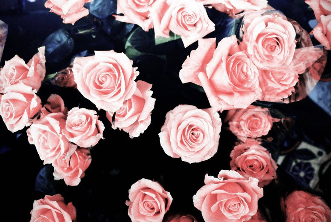 Girly Pink Roses Top View Wallpaper