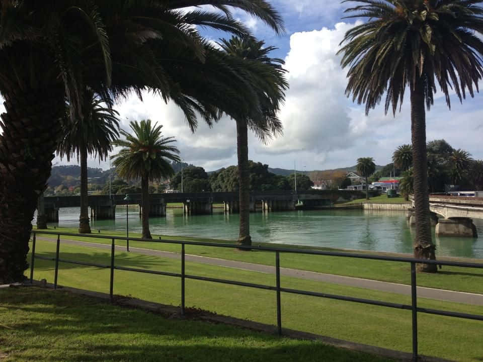 Palmiers Au Bord De La Rivière De Gisborne Fond d'écran