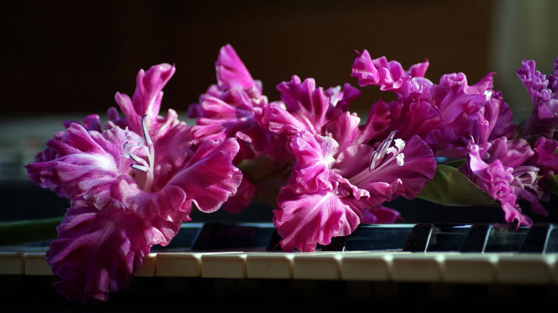 Gladiolenblumeauf Einem Klavier Wallpaper