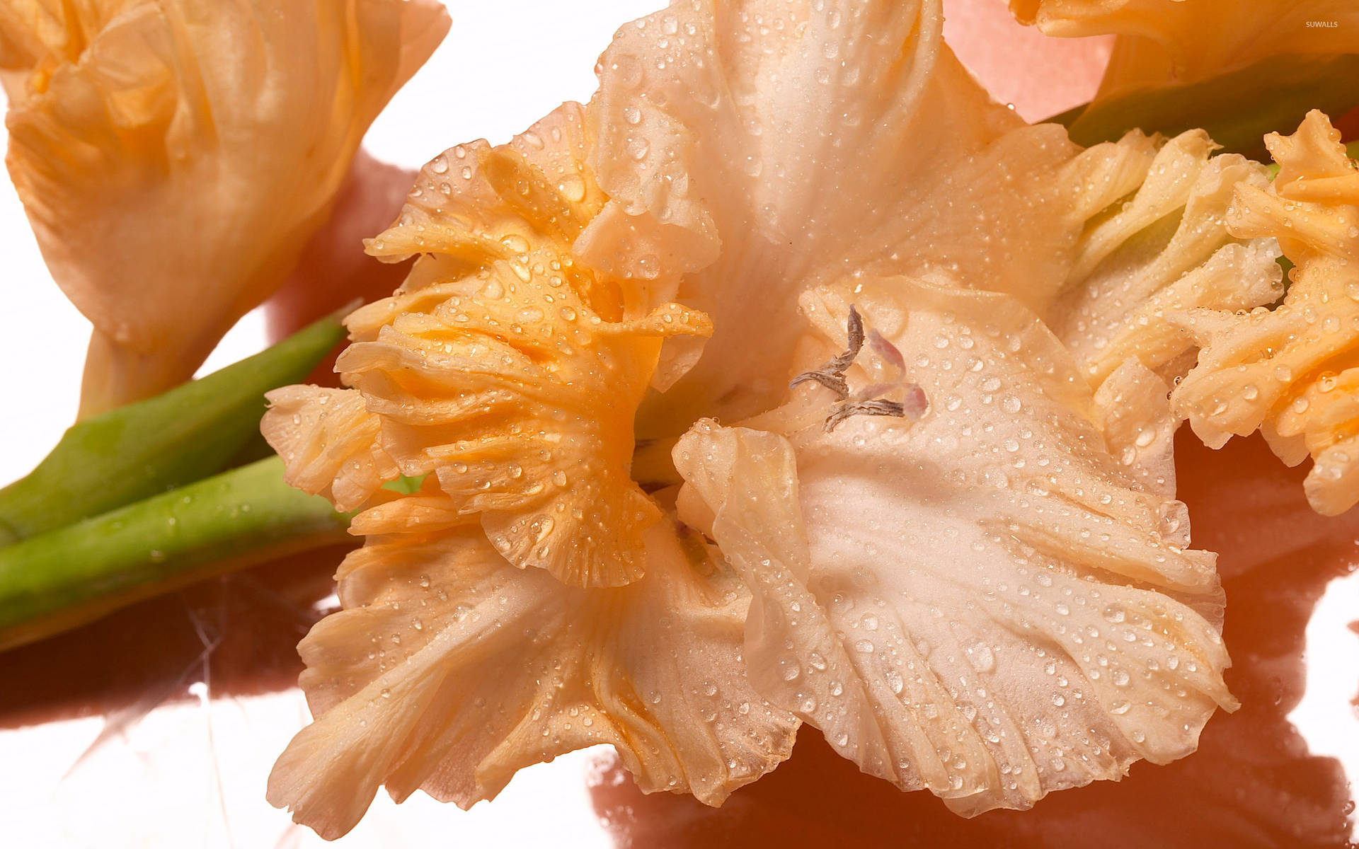 Gladiolusblommor I Orange Wallpaper