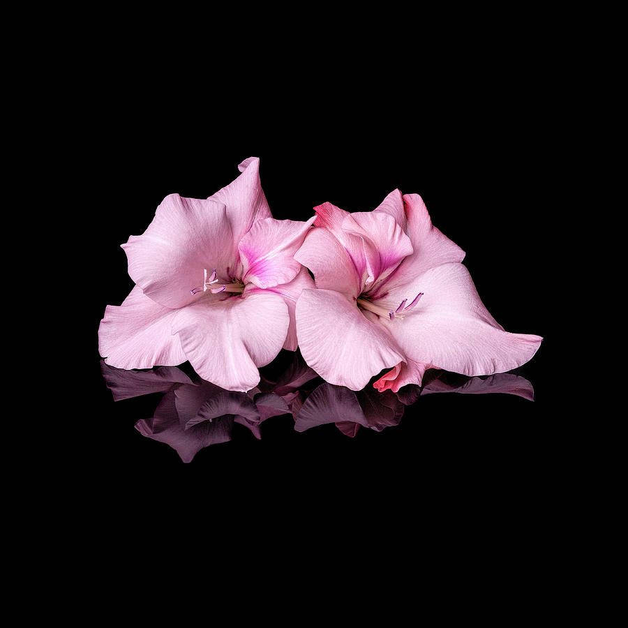 Gladioler Blomster I Lyse Pink Wallpaper