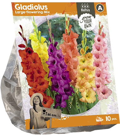Gladiolus Large Flowering Mix Seeds Package PNG