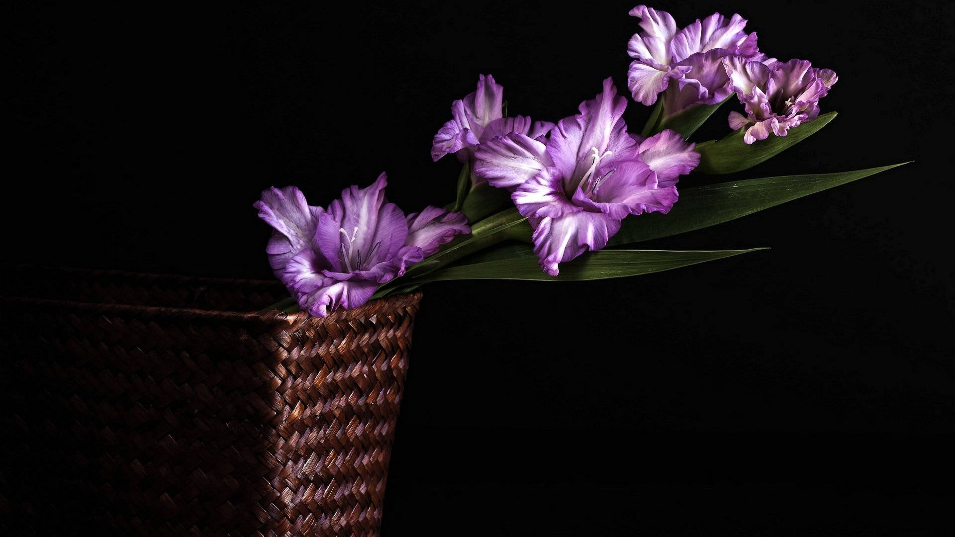 Gladiolus Plant Basket Purple Flowers Background