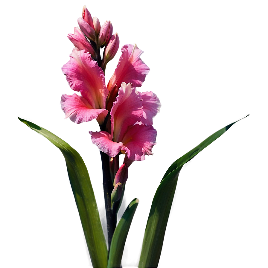 Gladiolus Symbolism Inspiration Png 38 PNG