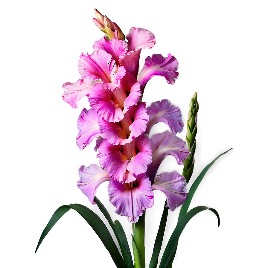 Download Gladiolus Symbolism Inspiration Png Cix | Wallpapers.com