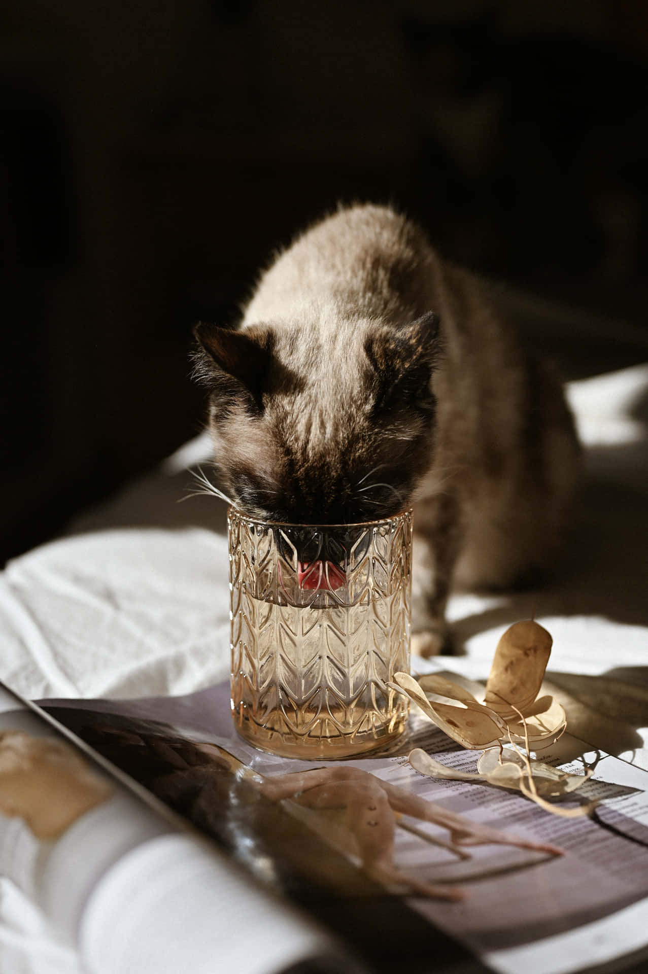 A Cat Drinking From A Glass