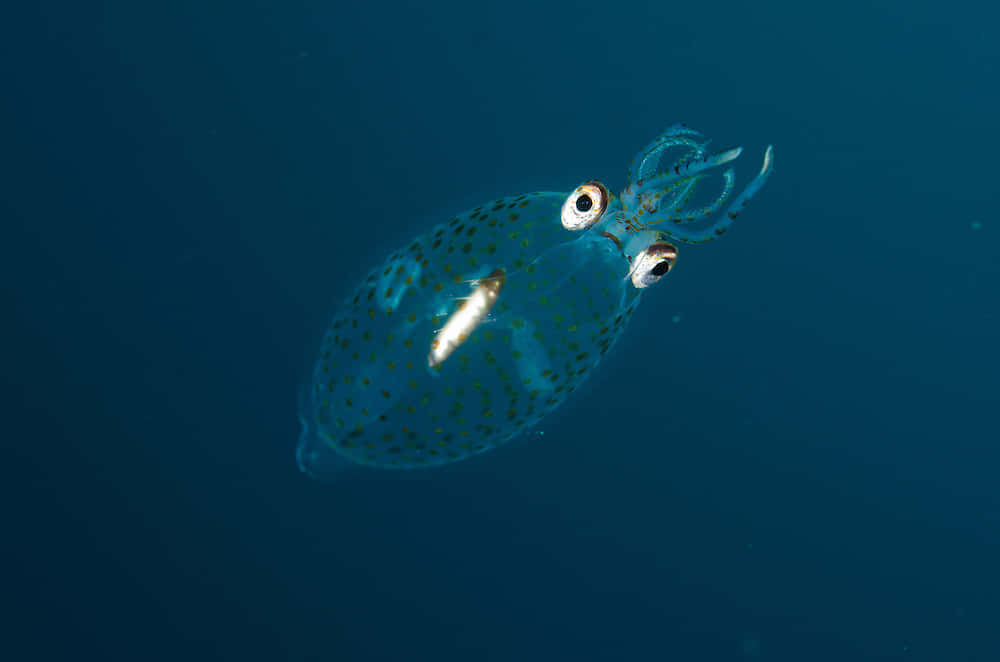 Glass Squid Deep Blue Sea Wallpaper