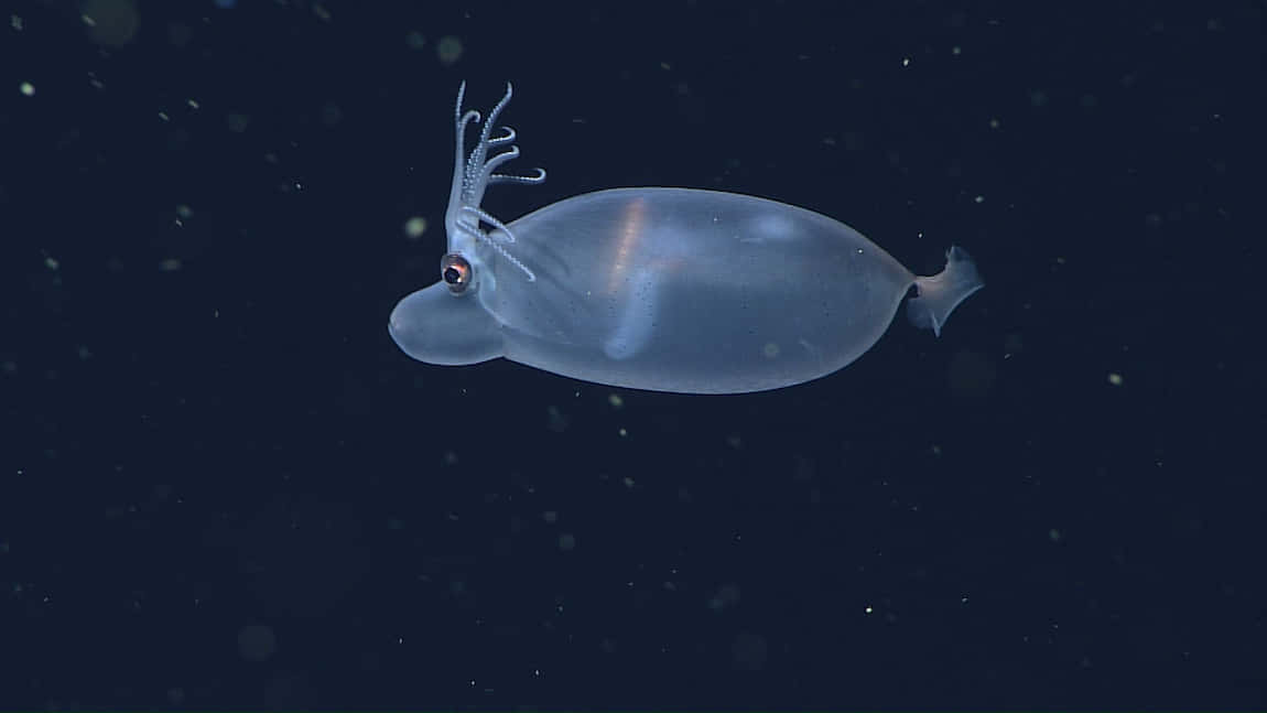 Glass Squid Deep Sea Translucent Wallpaper