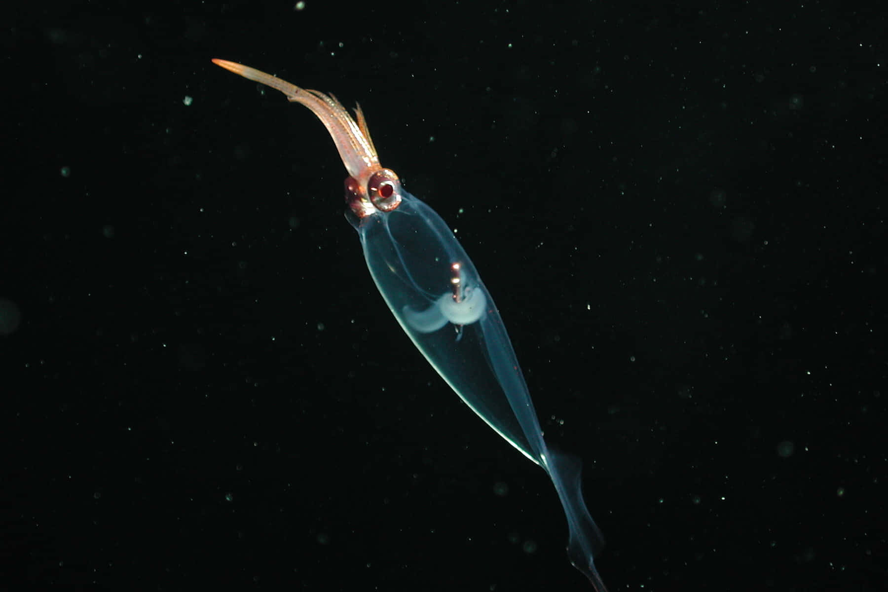 Glass Squid Deep Sea Translucent Wallpaper