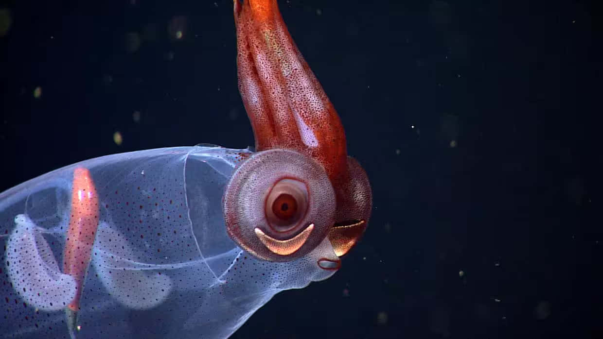 Glass Squid Translucent Body Wallpaper