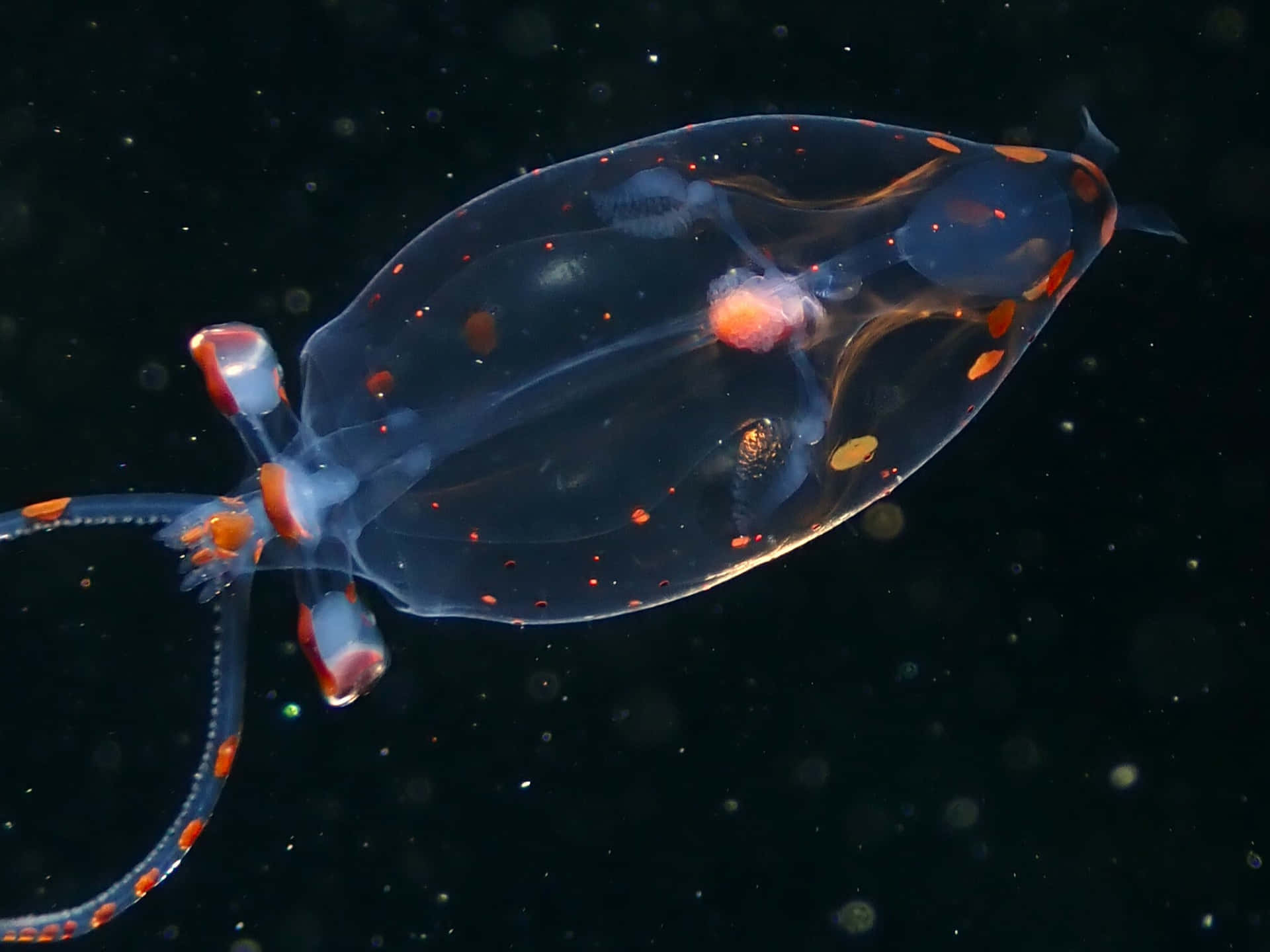 Glass Squid Translucent Underwater Beauty Wallpaper