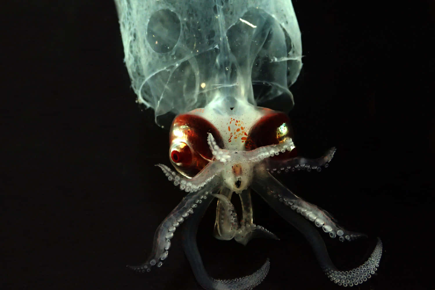 Glass Squid Translucent Underwater Creature Wallpaper