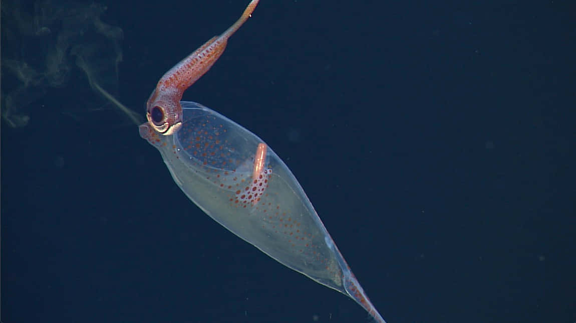 Glass Squid Transparent Deep Sea Wallpaper