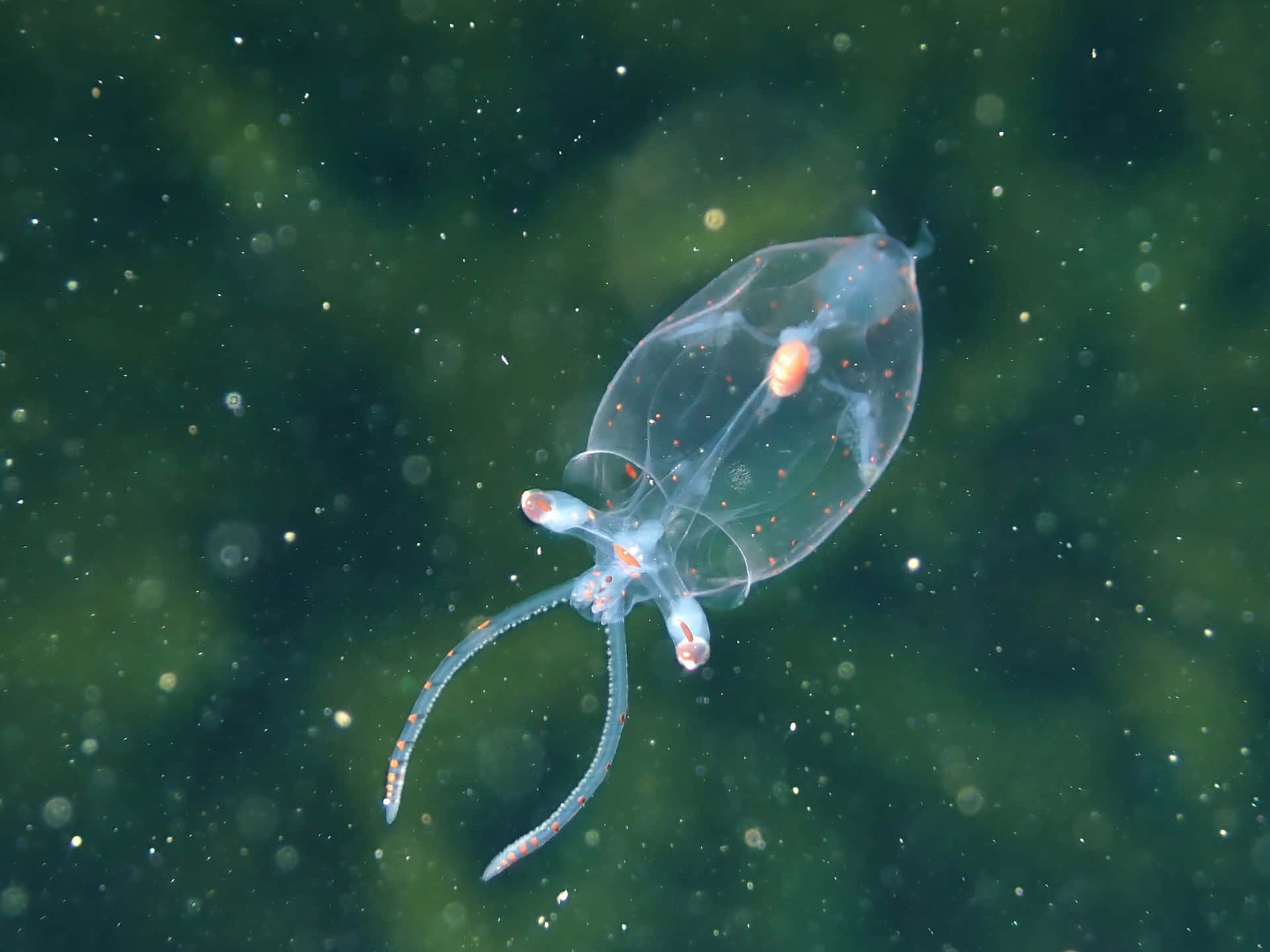 Glass Squid Underwater Photography Wallpaper