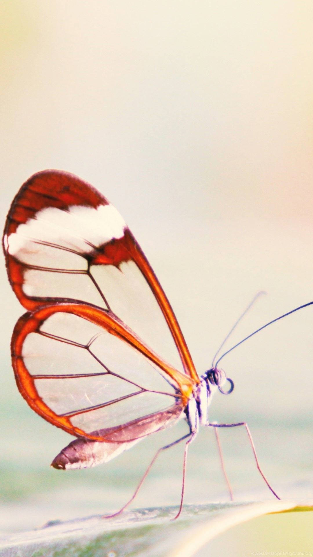 Glasswing Butterfly Cute Android Wallpaper