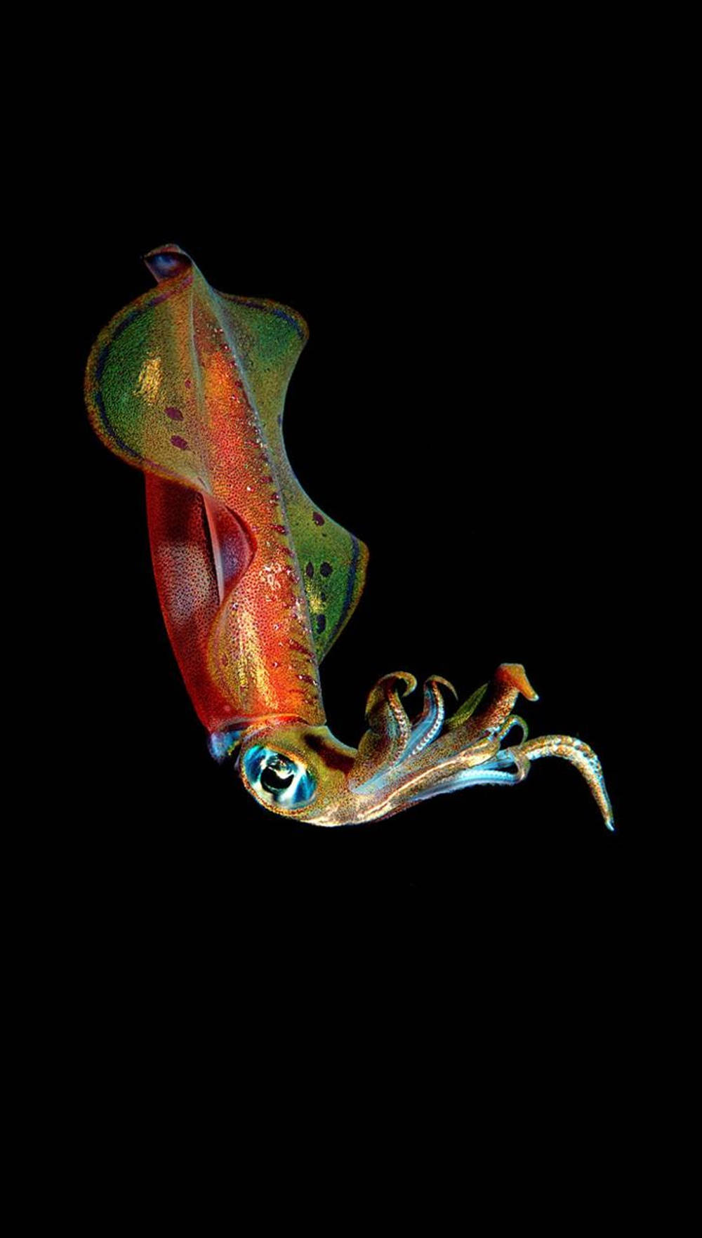 Glassy Flying Calamari Portrait Picture