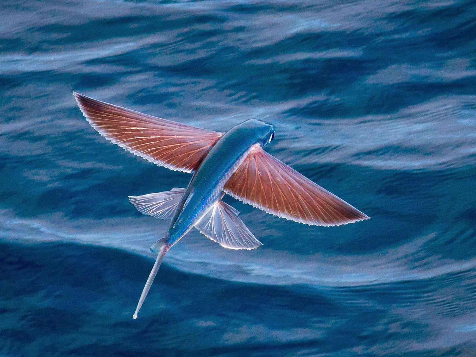 Glide_ Above_ Waves_ Flying_ Fish.jpg Wallpaper