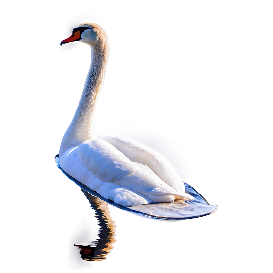 Gliding Swan On Calm Water Png 2 PNG