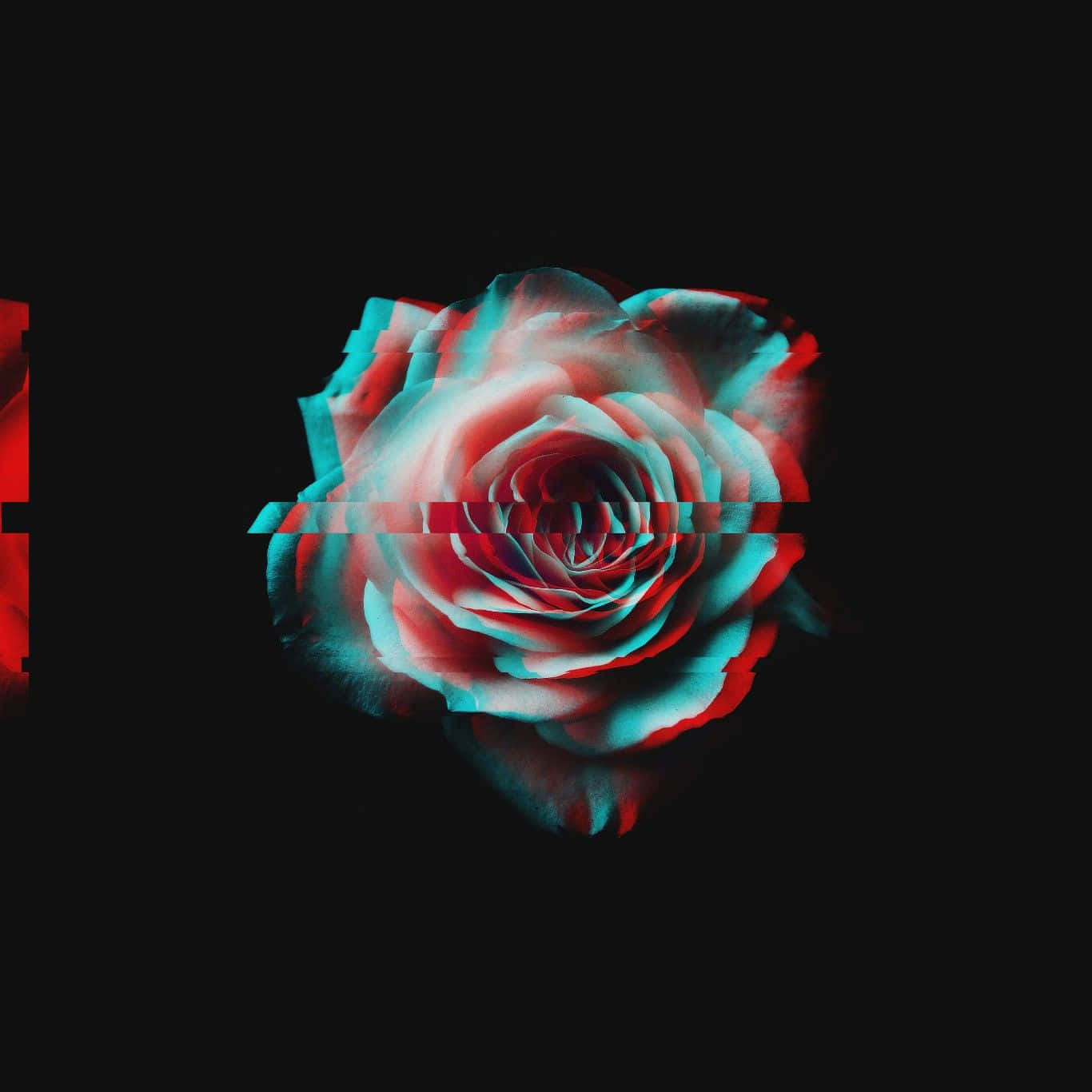 En rød rose med en sort baggrund